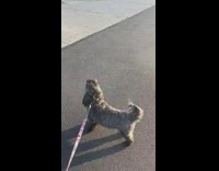 Collab Pubity - Small grey dog on walk howls firetrucks 