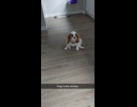 Brown white dog rubs butt wood floor 
