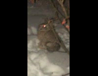 Guys calls wild rabbit in snow fat 