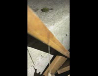 Two brown slugs hang mate house kid 