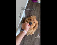 Girl gives golden retriever dog imaginary treats 