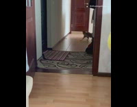 Grey cat plays fetch with dart 