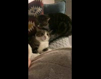 Cat on sofa lick head of sibling