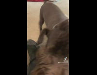 Small black dog shaved hair except for face 