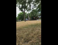 Dog at park watches ice cream truck