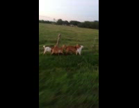 Collab BitchMP - Goats side of road running pull over