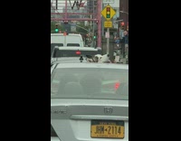 Husky sticks head out open car sunroof 