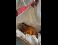 Baby sloth lays in a blanket
