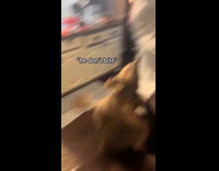 Man tells friend dog doesnt bite gets attacked 
