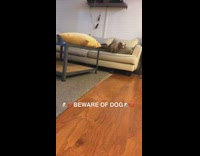 Small spotted dog runs from couch to the floor 