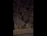 Group of racoon stays at Central Park