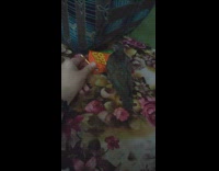 Pet bird chases orange juice box placed by the owner