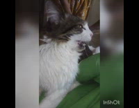 Girl pets cat meows green blanket guy