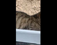 Cat lay inside plant box on table
