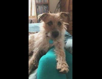 Hachi learns how to be patient and waits to eat piece of beef jerky