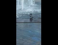 Two pigeons mating at public water fountain