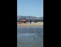 Guy Chases Seagulls for Celebrity Photoshoot 