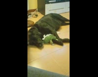 Black dog lay floor with ripped stuffed toy