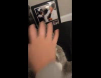 Collab Clips MPUGC - Cat confused as hooman does bop it trend 