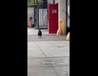 Collab WINY - Chickens roaming on sidewalk