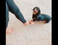 Dog does leg dance with mom