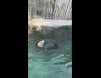 Sea otter swims and turns around at the water