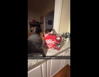 Black cat fighting dr pepper cat