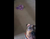 Dog excited to receive new toy