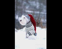 still image of white dog in moving snow