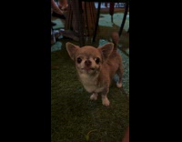 Man makes circling motion on hands attacked by dog 