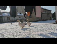 Two geese walks and drinks water on the yard