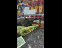 Small kitten hangs out on bodega counter 