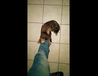 Brown kitten cuddles pet owners feet 