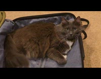 Cat laying down on open luggage