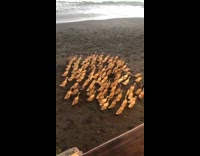 Flock of brown ducks walk on beach