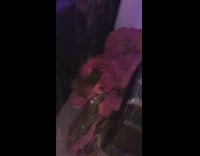 Collab BitchMP - Roof in house leaking water in all rooms 