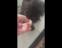Small black dog eats ball of cheese from owner's hand