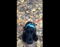 Compilation of dog stares with puppy eyes