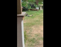 Squirrel eats plate of spaghetti noodles grass