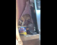 Dog looks for food eats hanging apron