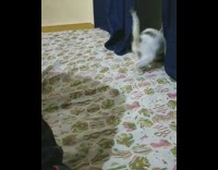 Cat pounces on hair tie and plays with it