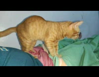 Orange cat stands and steps on guy 