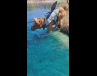 Golden retriever dog grey shark fin swims 