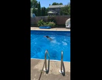 Collab KaleSaladIG - Black dog jumps into swimming pool and fetches red toy