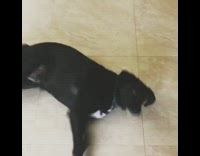 black dog playing dead when owner shoots it