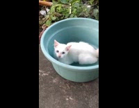 White cat spins around inside the basin