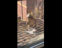 Hawk eats pigeon inside the fire escape
