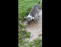 Dog likes puddle with plays dirty water