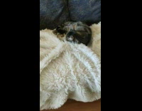 Grey brown cat white blanket couch phone 