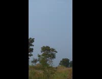 Bird Hovers Still in Place in Sky